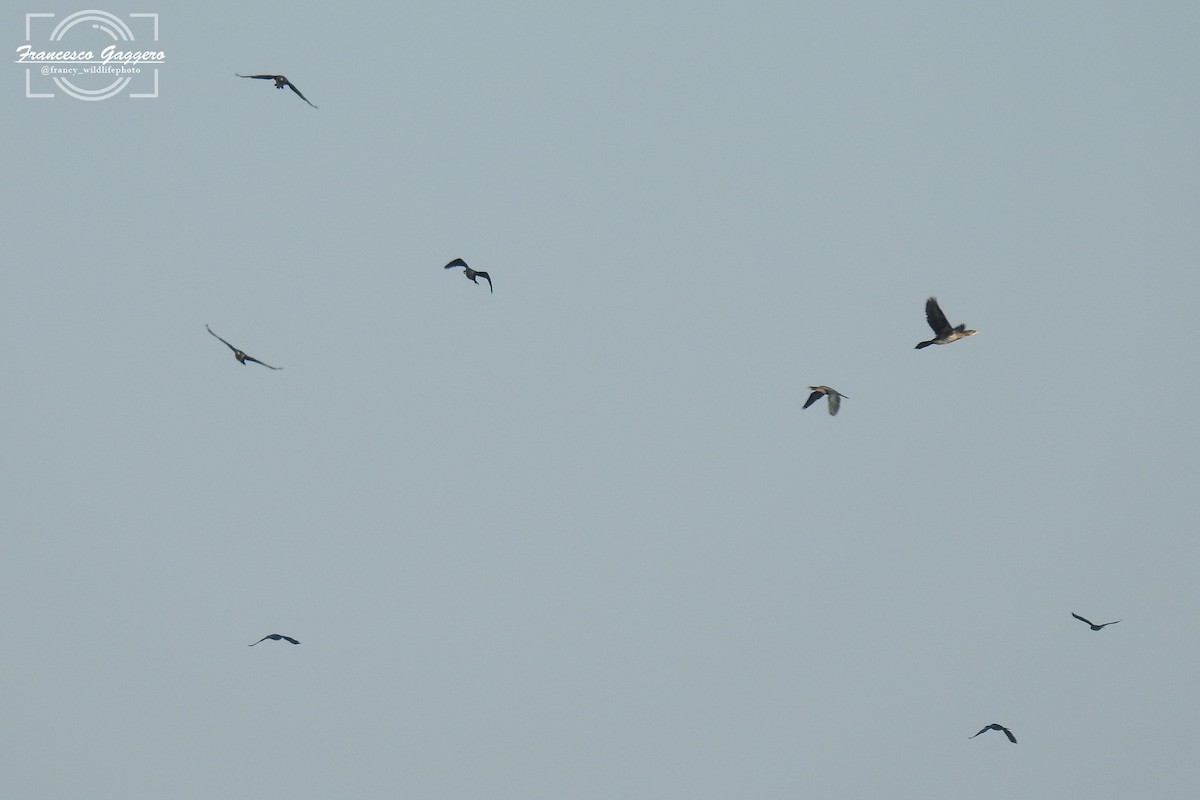 Pygmy Cormorant - ML645023636