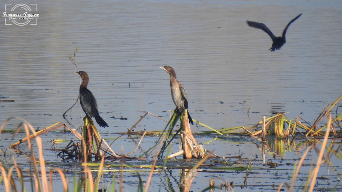 Pygmy Cormorant - ML645023637
