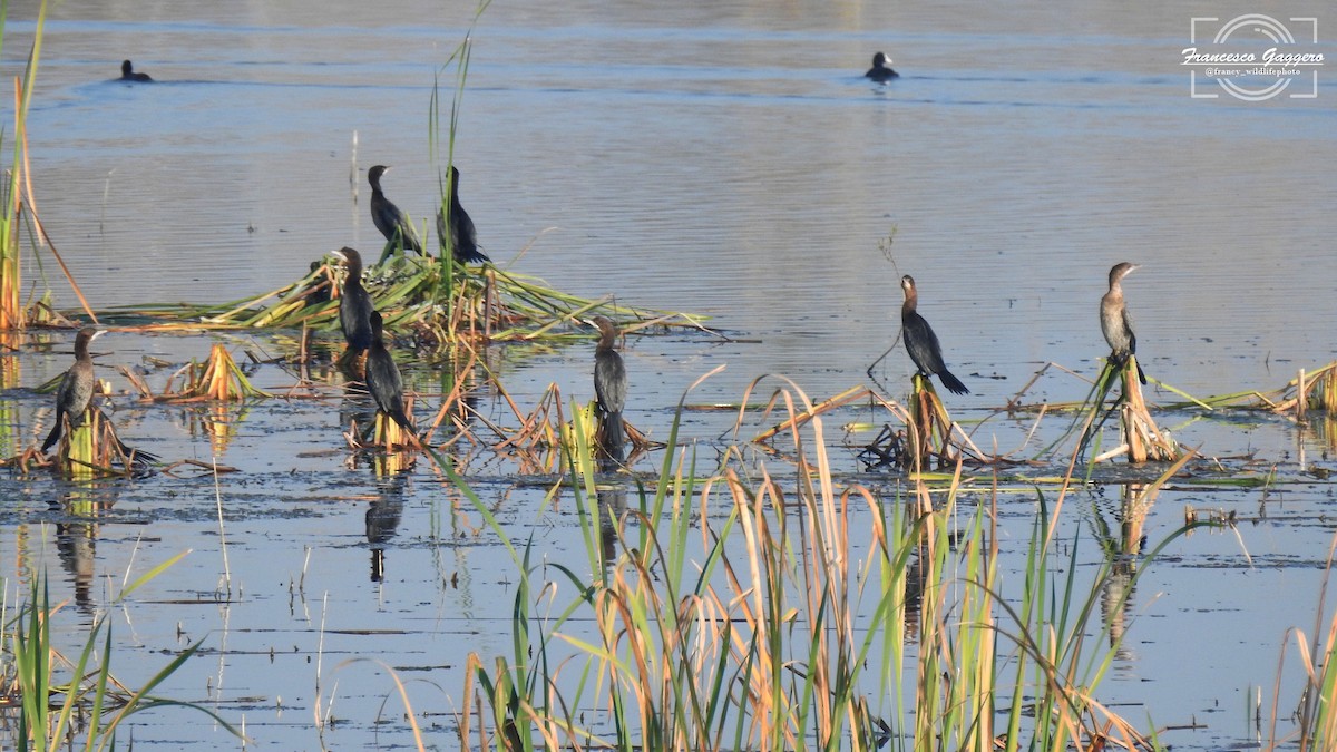Pygmy Cormorant - ML645023638