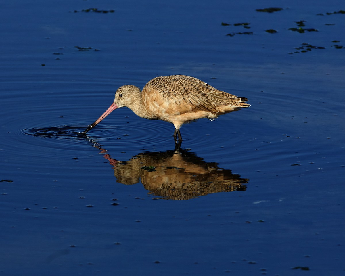 Marbled Godwit - ML645023640