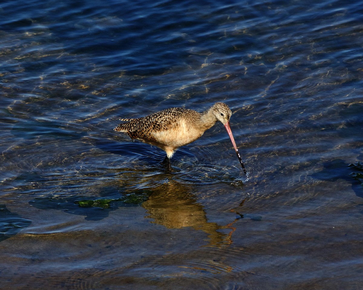 Marbled Godwit - ML645023641