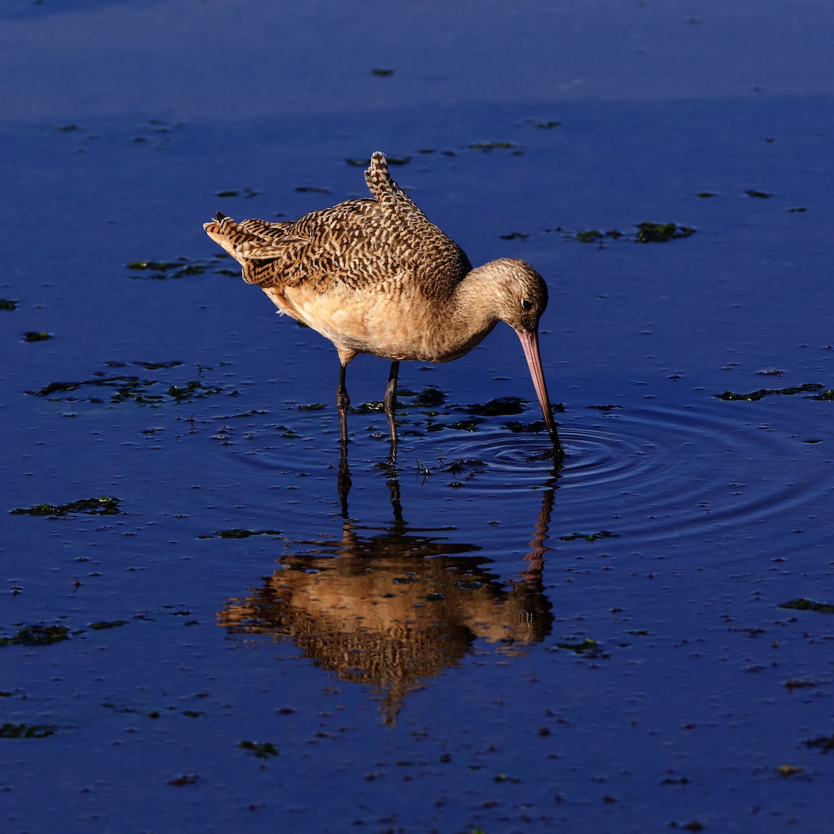 Marbled Godwit - ML645023642