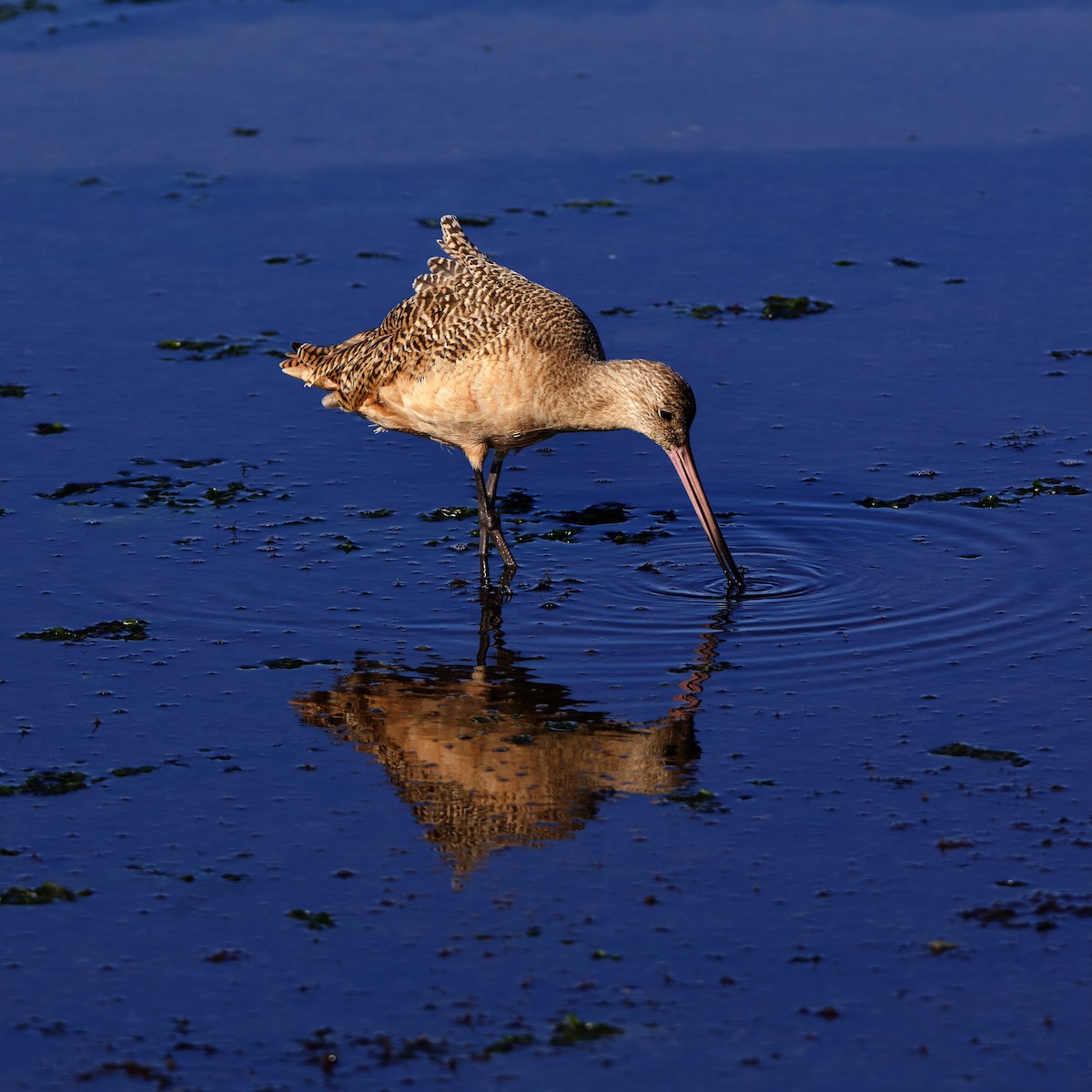 Marbled Godwit - ML645023644