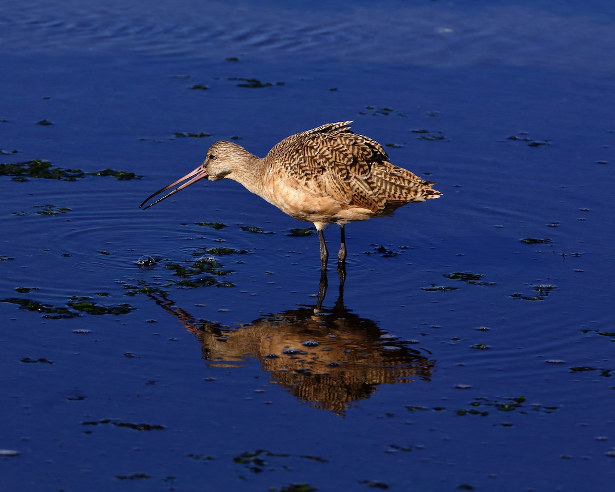 Marbled Godwit - ML645023645