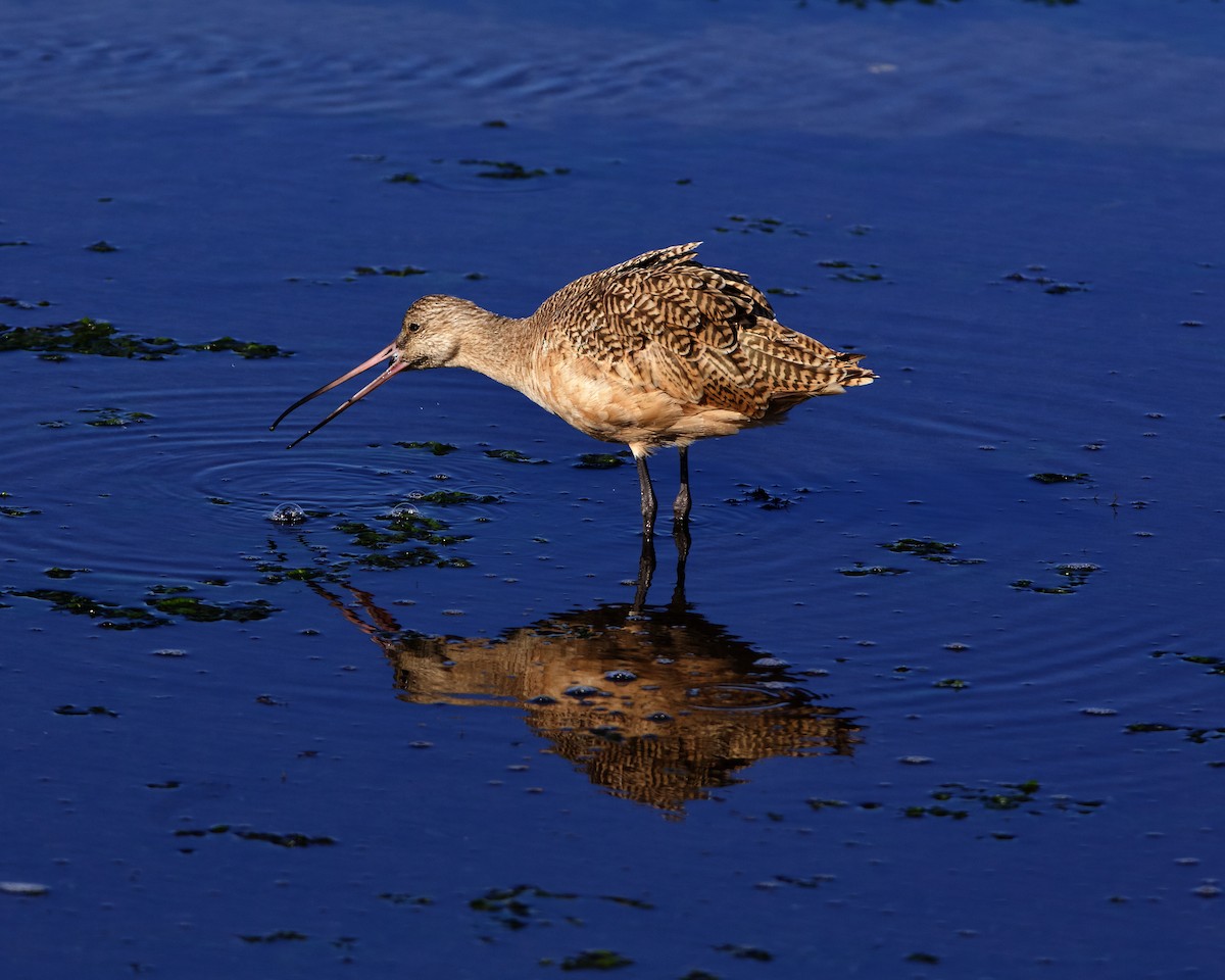 Marbled Godwit - ML645023646