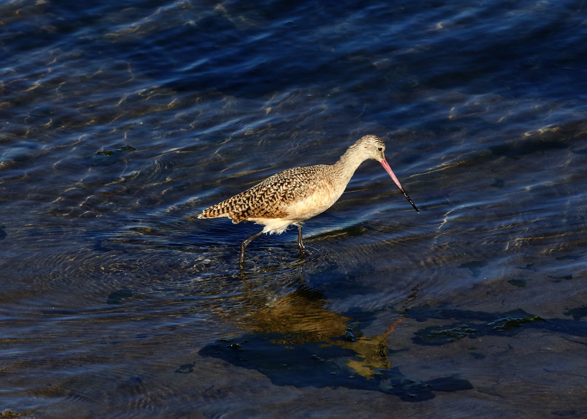 Marbled Godwit - ML645023647