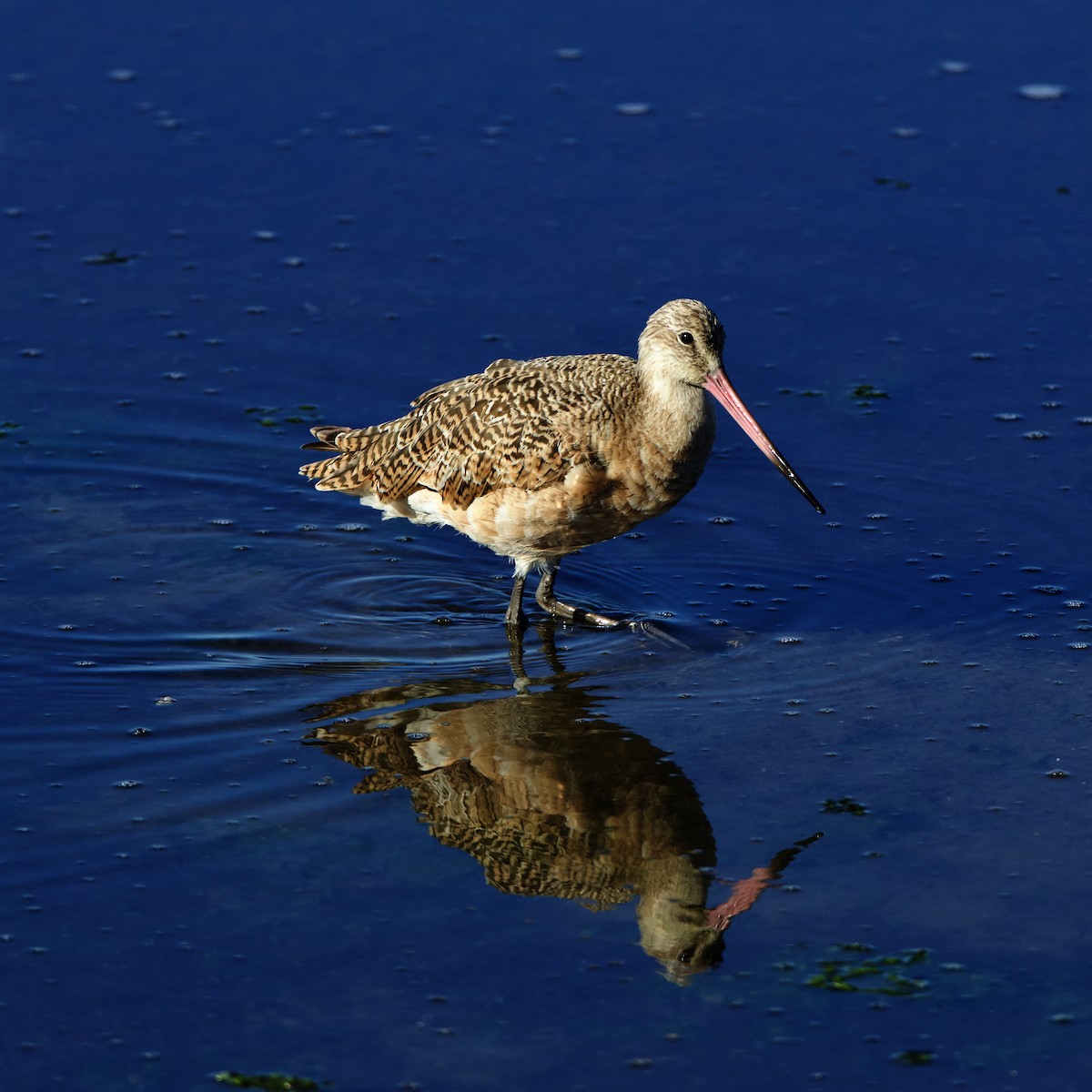 Marbled Godwit - ML645023648