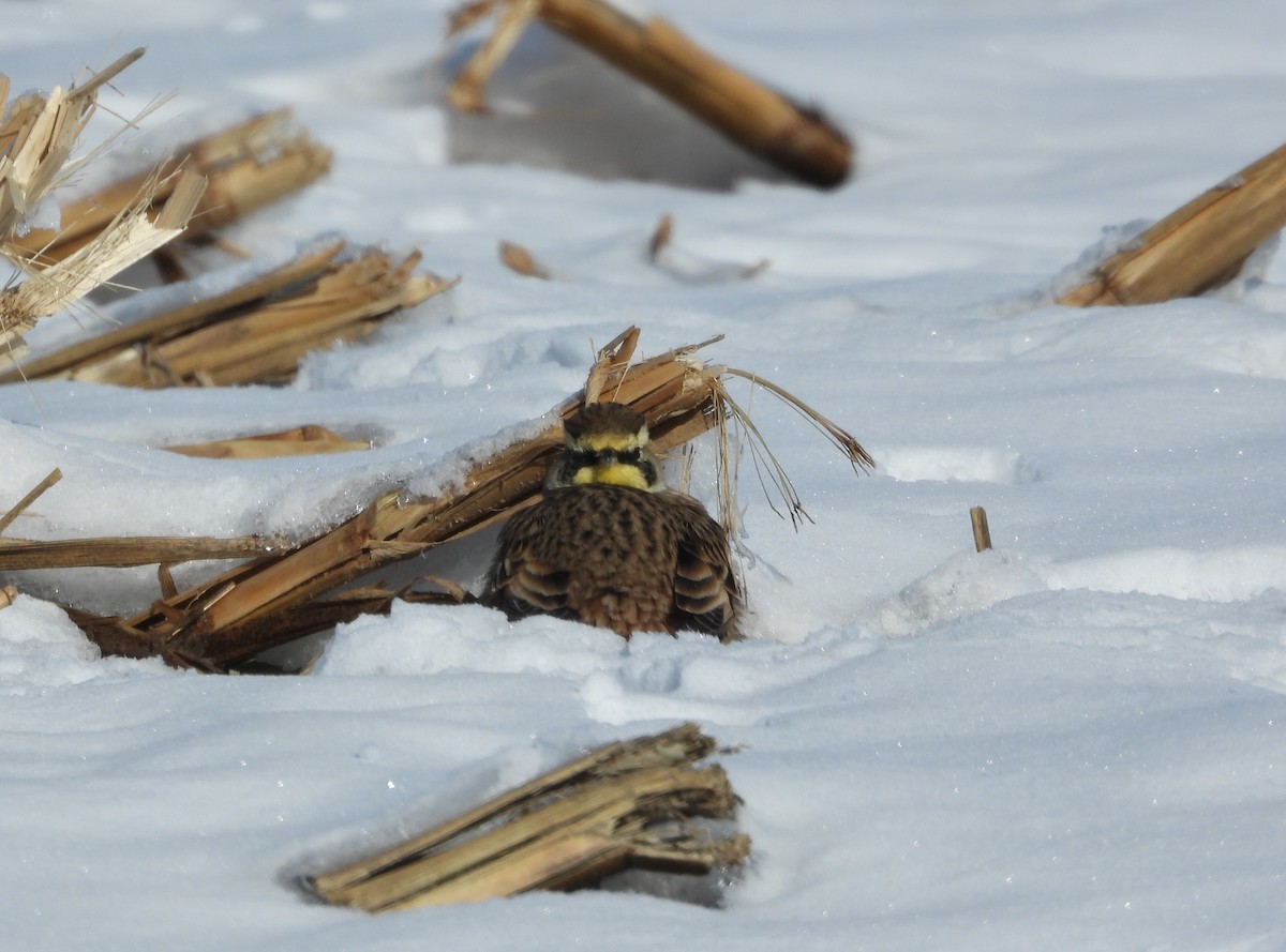 Horned Lark - ML645023649