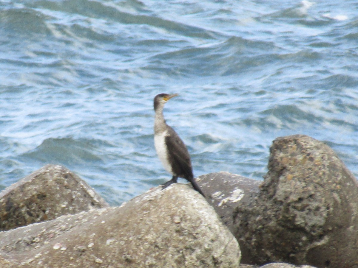 Japanese Cormorant - ML645023658