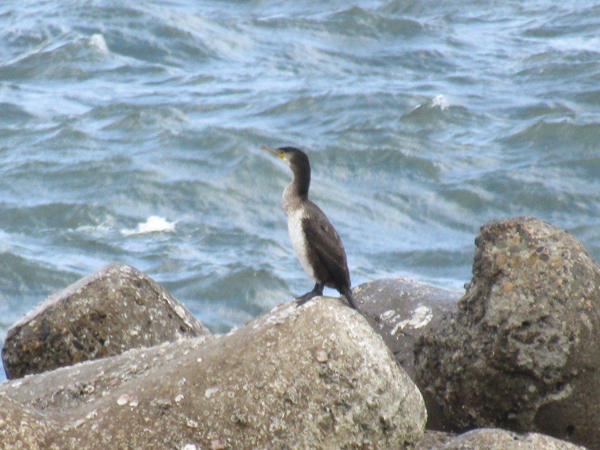 Japanese Cormorant - ML645023659