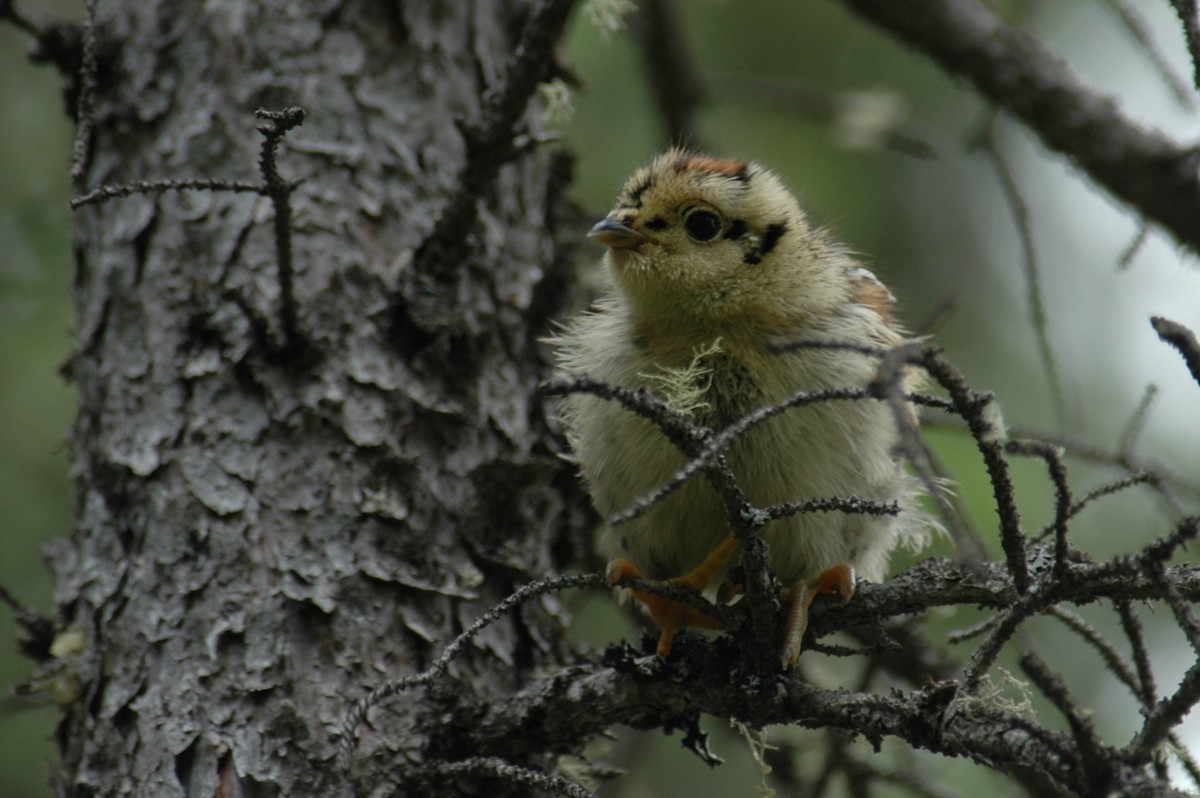 Spruce Grouse - ML645023667