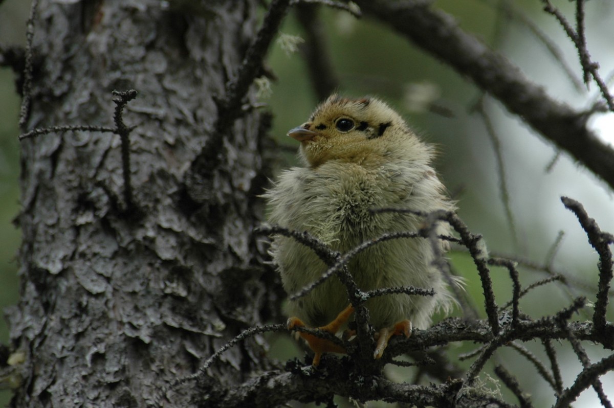 Spruce Grouse - ML645023670