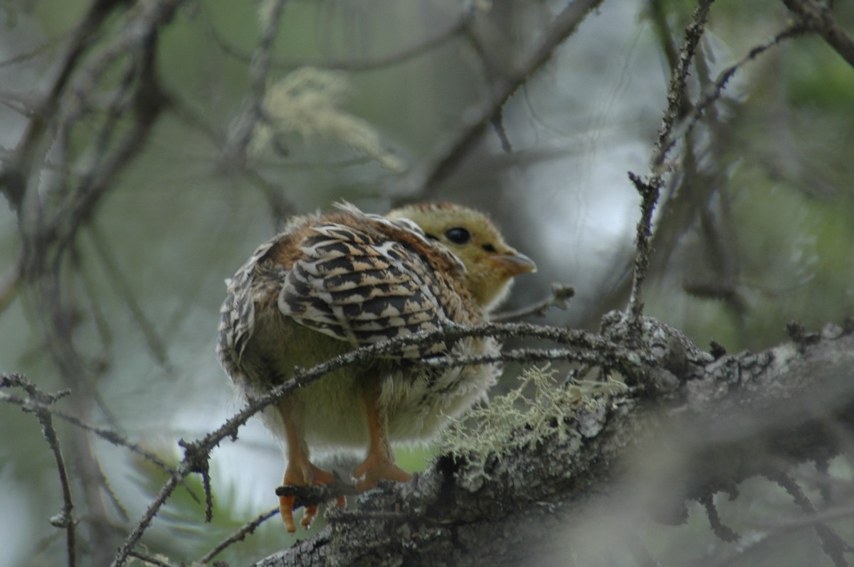 Spruce Grouse - ML645023673