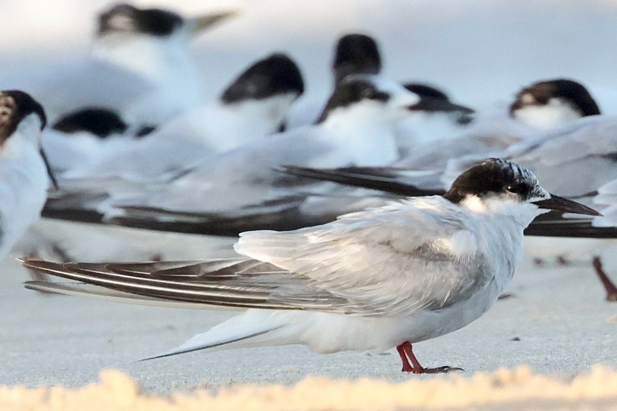 Arctic Tern - ML645023696