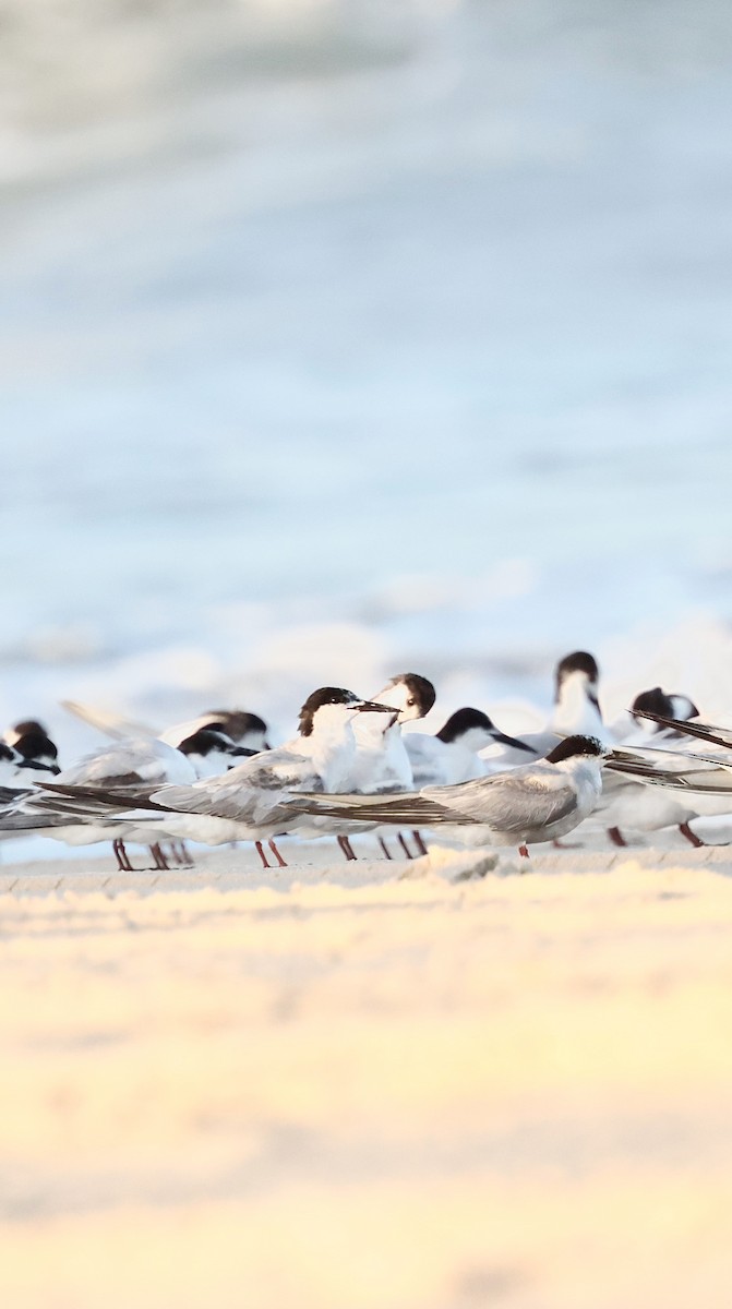 Arctic Tern - ML645023697