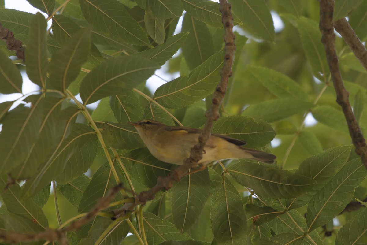 Iberian Chiffchaff - ML645023698