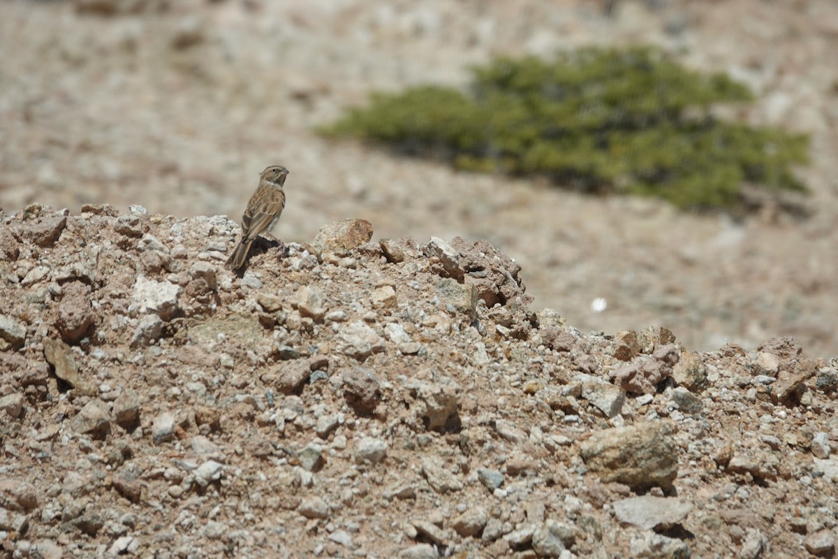 nomadespurv - ML645023711