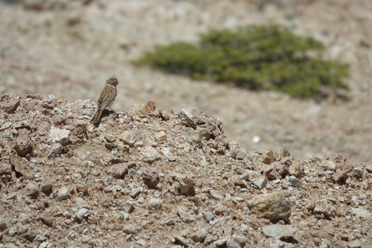 nomadespurv - ML645023712