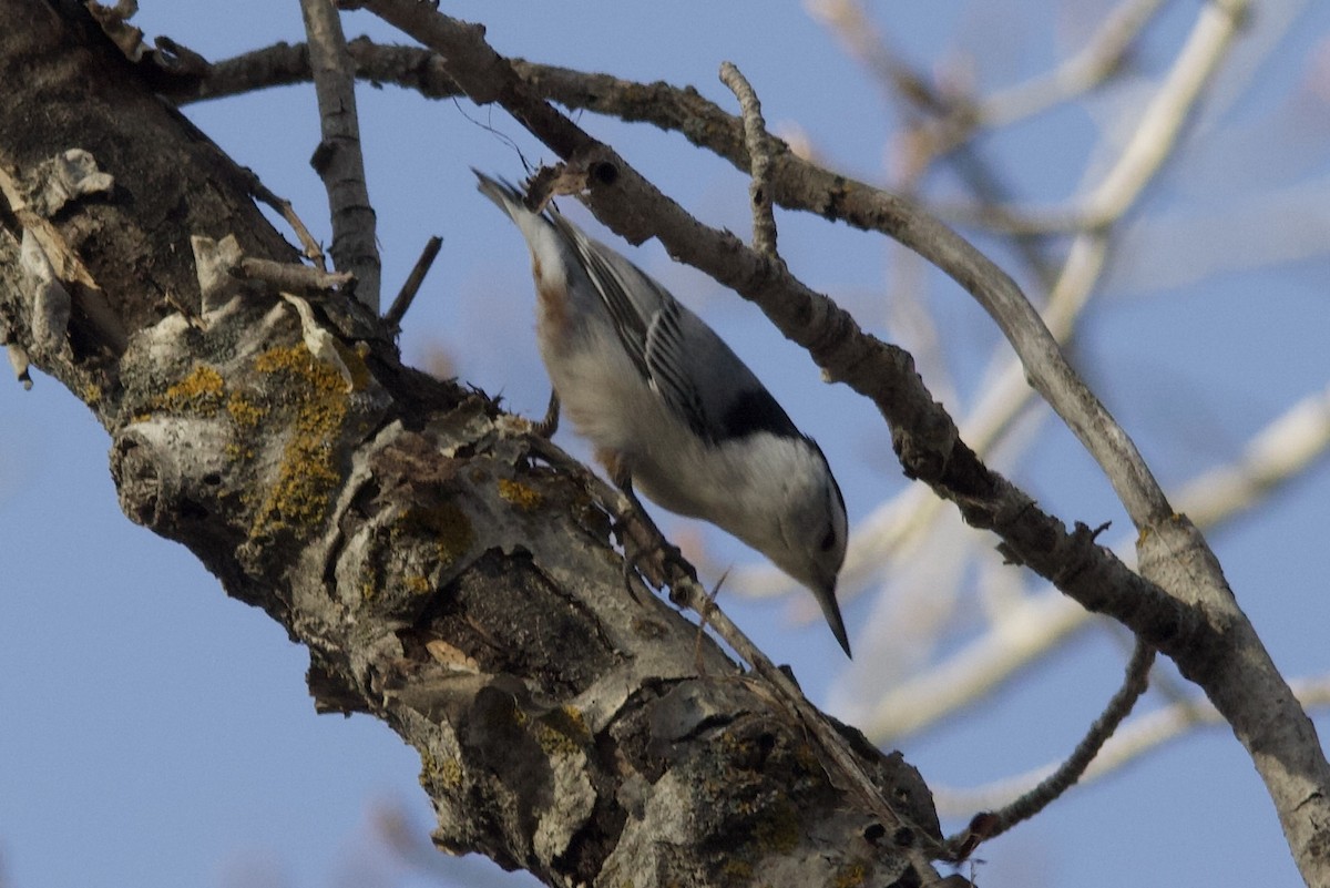 White-breasted Nuthatch - ML645023719