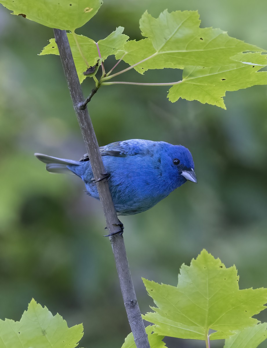 Indigo Bunting - ML645023721