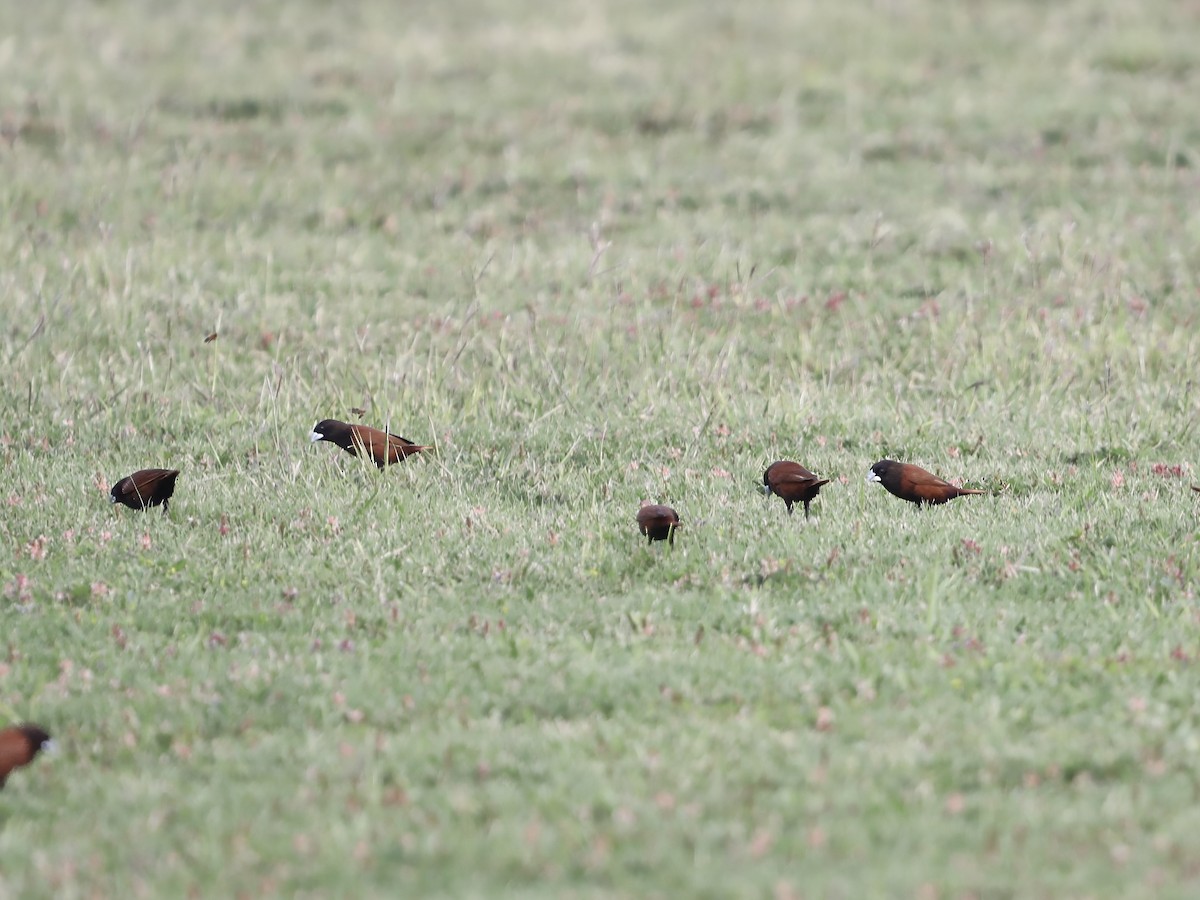 Chestnut Munia - ML645023724