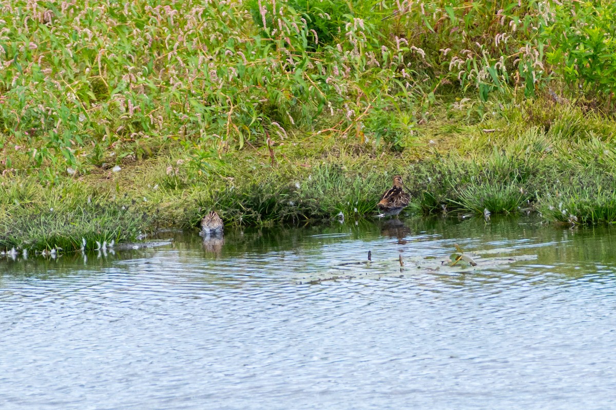 Wilson's Snipe - ML645023730