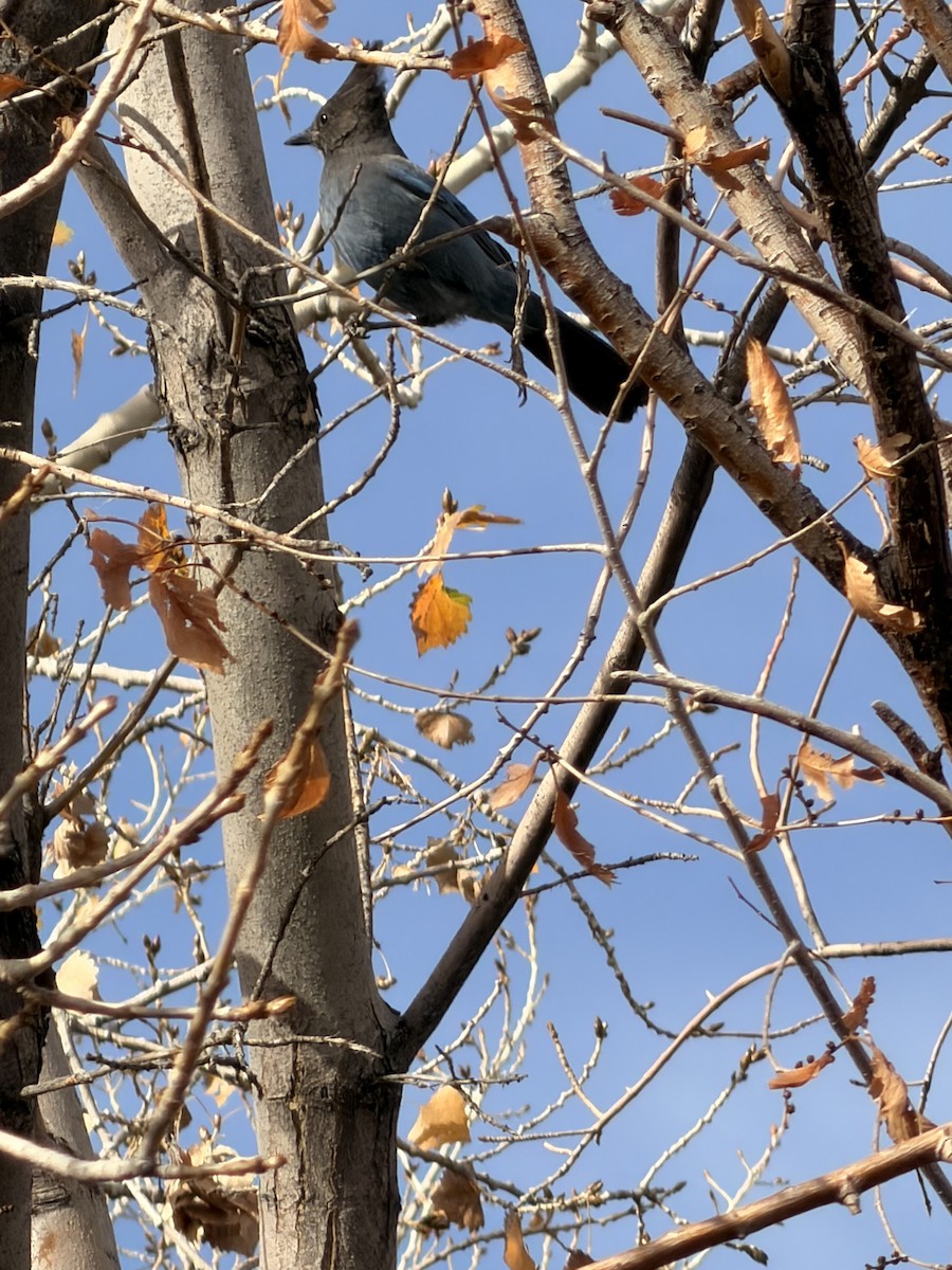 Steller Kargası - ML645023732