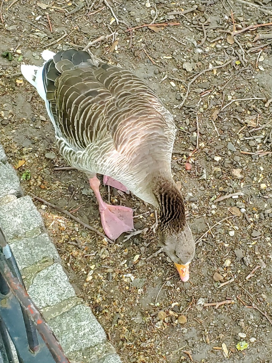 Oca selvatica - ML645023745