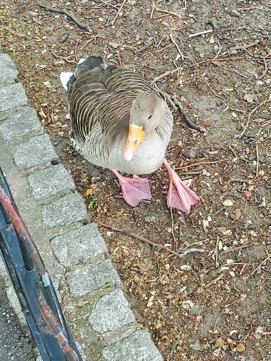 Oca selvatica - ML645023746