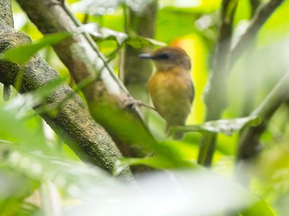 Black-cheeked Gnateater - ML645023753