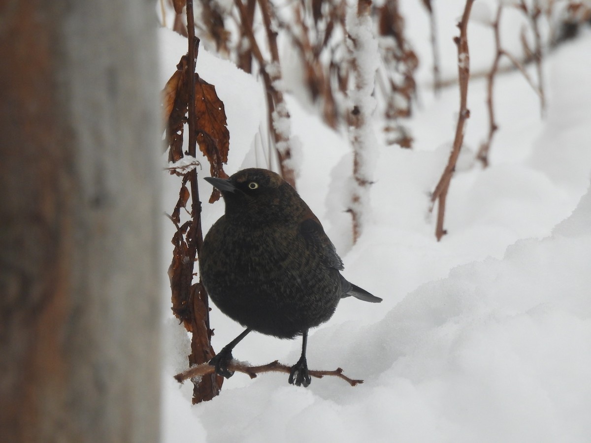 Rusty Blackbird - ML645023760