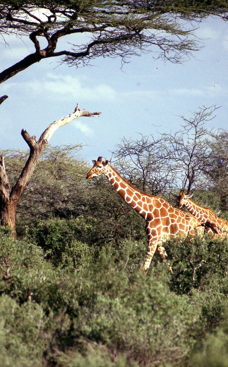 Reticulated Giraffe - ML645023767