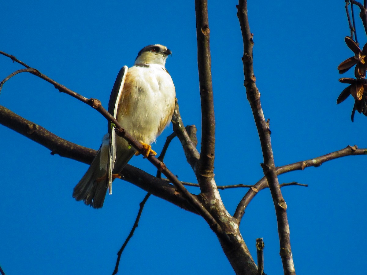 Pearl Kite - ML645023769