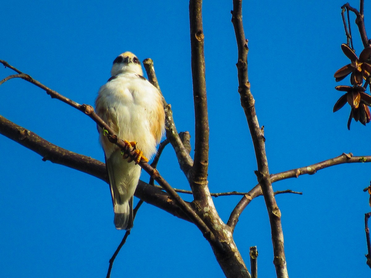 Pearl Kite - ML645023770