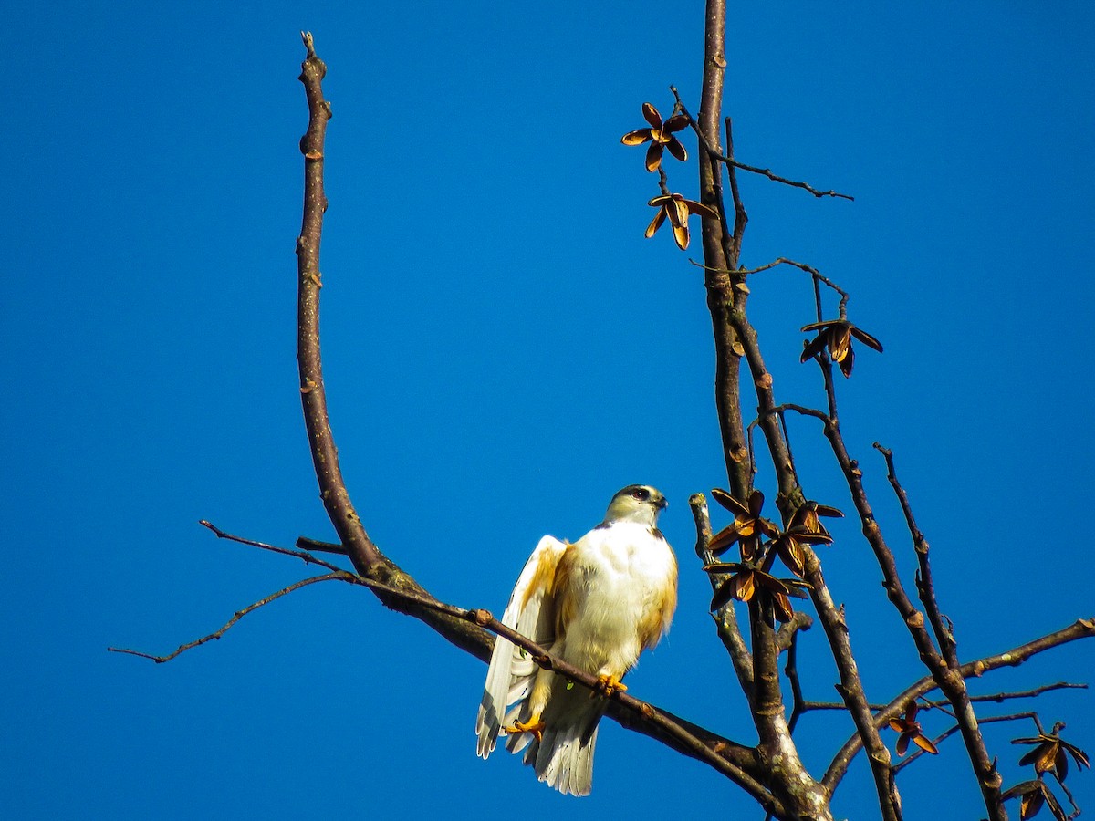 Pearl Kite - ML645023771