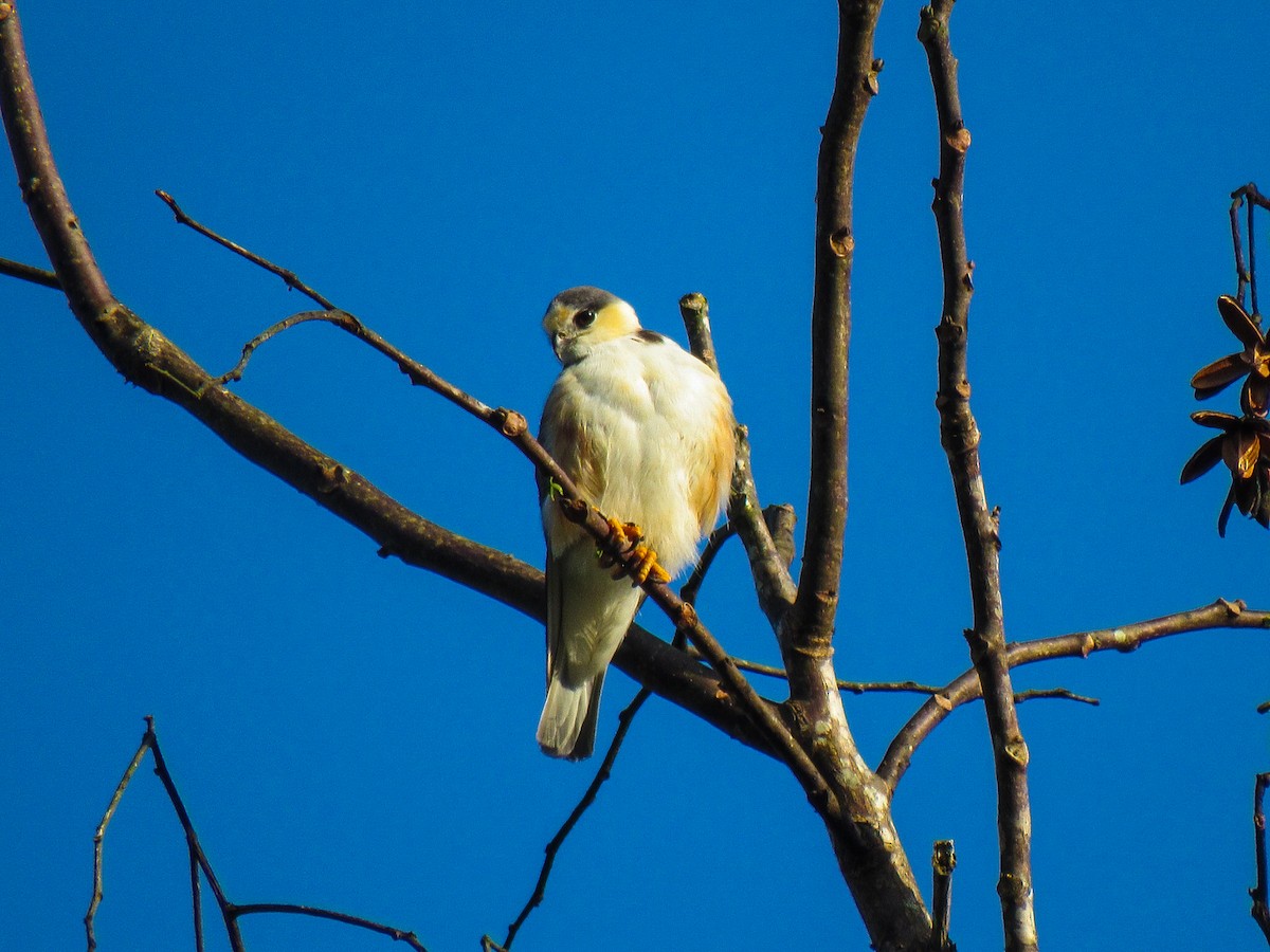 Pearl Kite - ML645023772