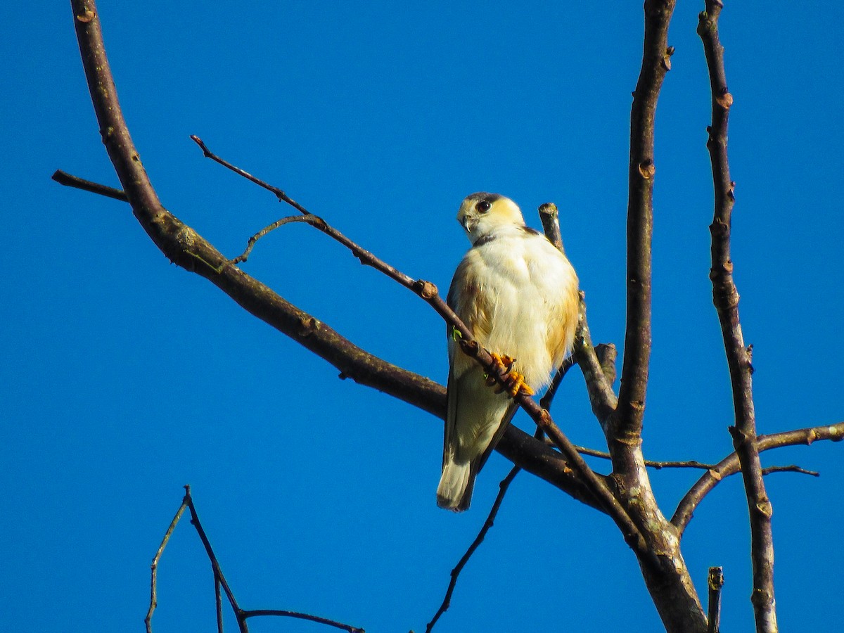 Pearl Kite - ML645023773