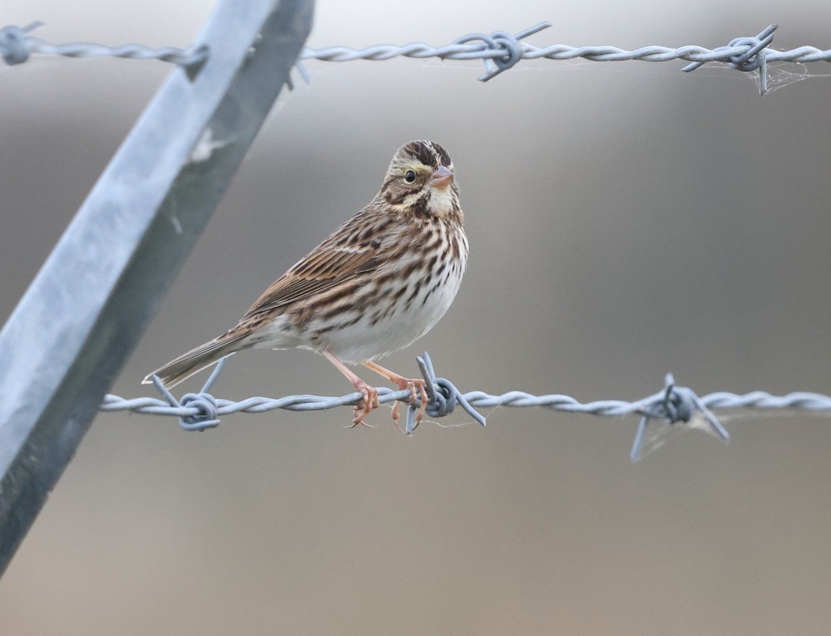 稀樹草鵐(sandwichensis群) - ML645023780
