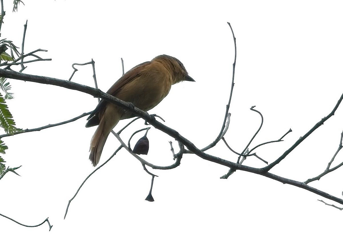 ハチマキカザリドリモドキ - ML645023782