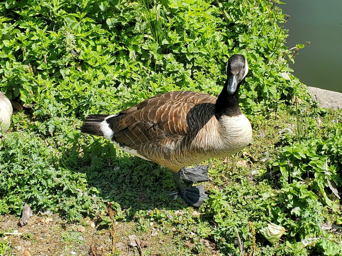 Canada Goose - ML645023787