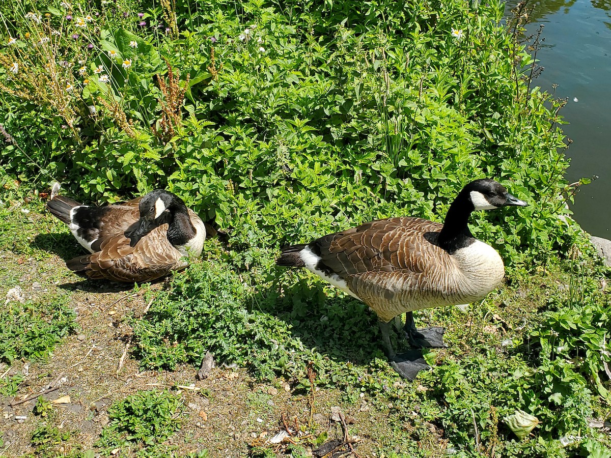 Canada Goose - ML645023788