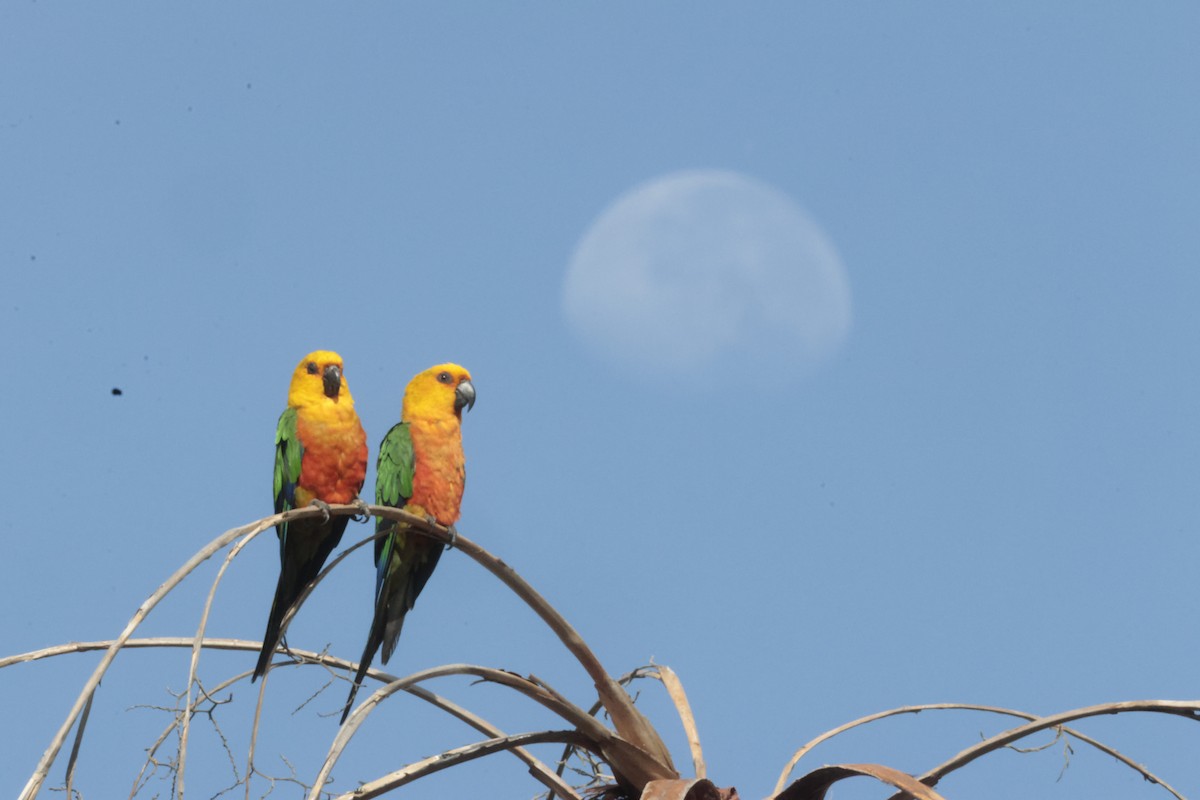 Jandaya Parakeet - ML645023805