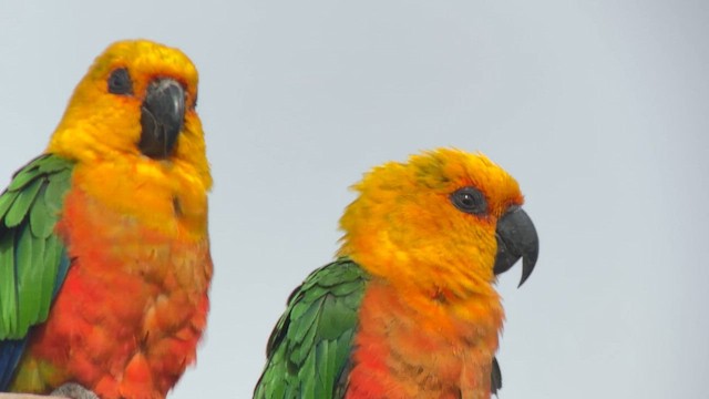 Jandaya Parakeet - ML645023806