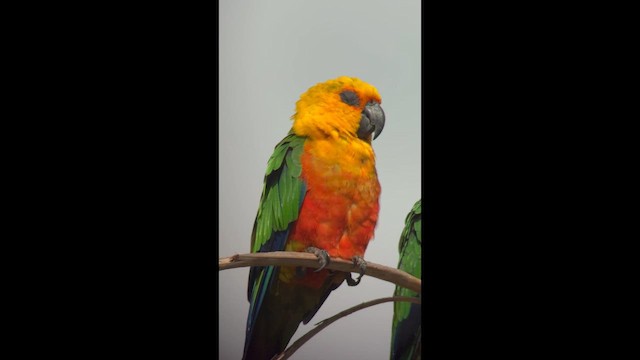 Jandaya Parakeet - ML645023807