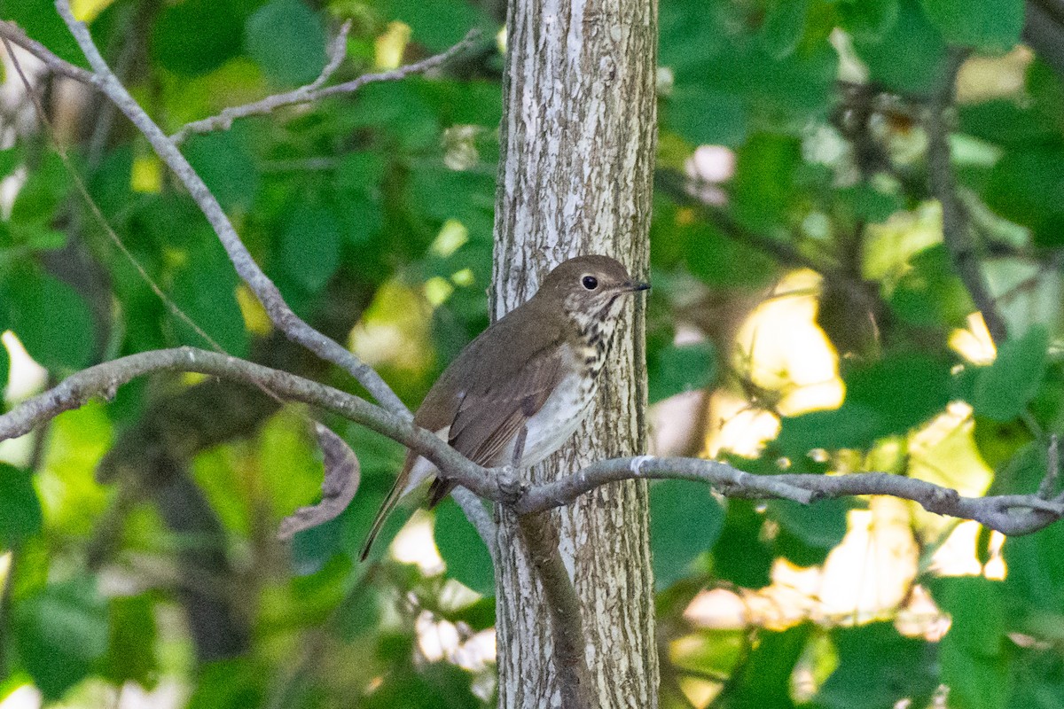 Дрізд-короткодзьоб плямистоволий - ML645023830