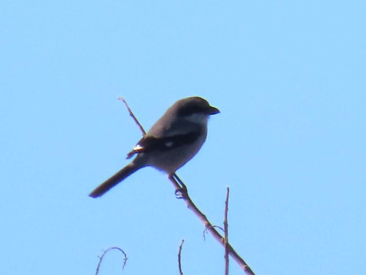 Сорокопуд американський - ML645023833