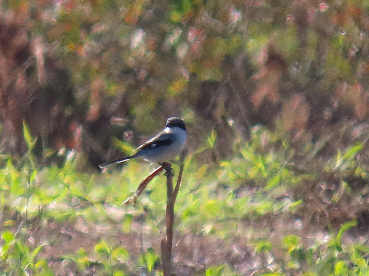 Сорокопуд американський - ML645023834