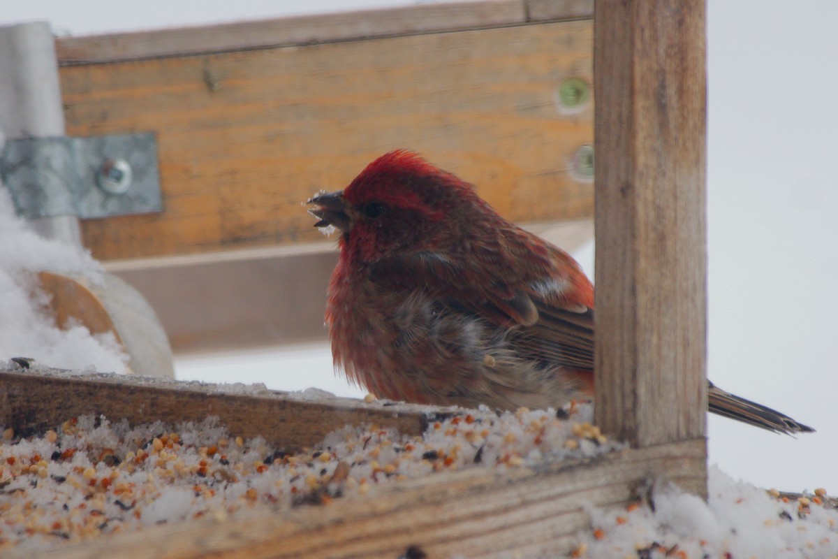 Чечевиця кармінова - ML645023835