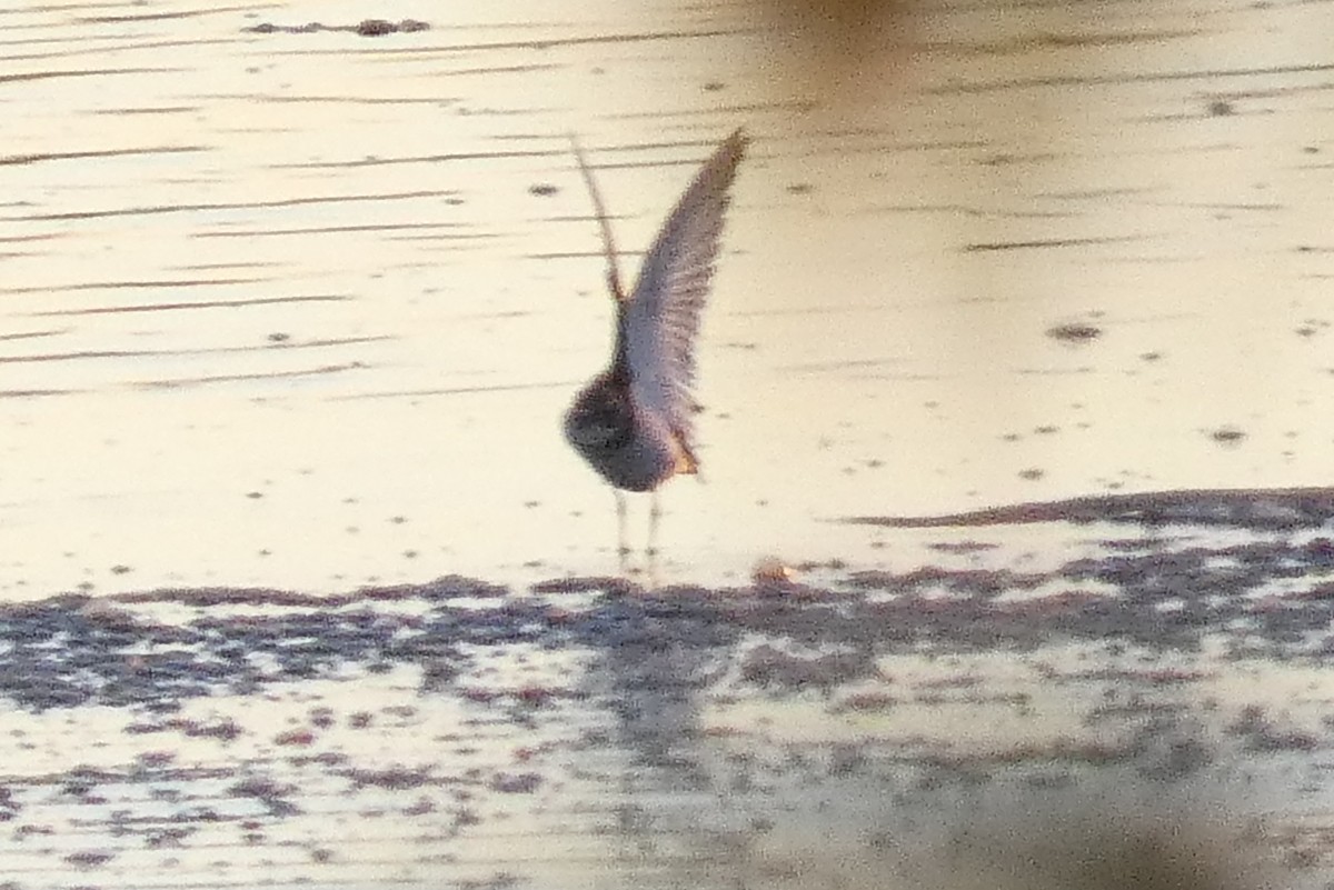 Пісочник канадський - ML645023836