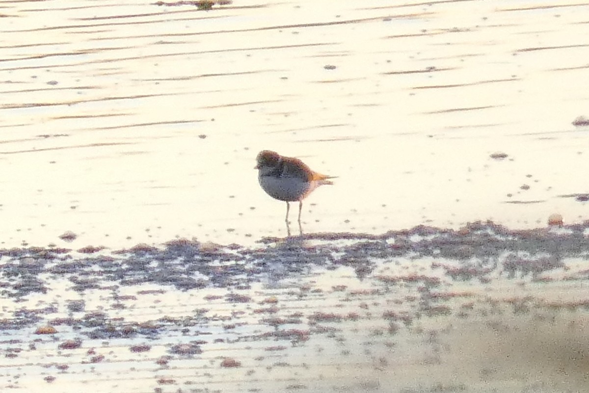 Пісочник канадський - ML645023837